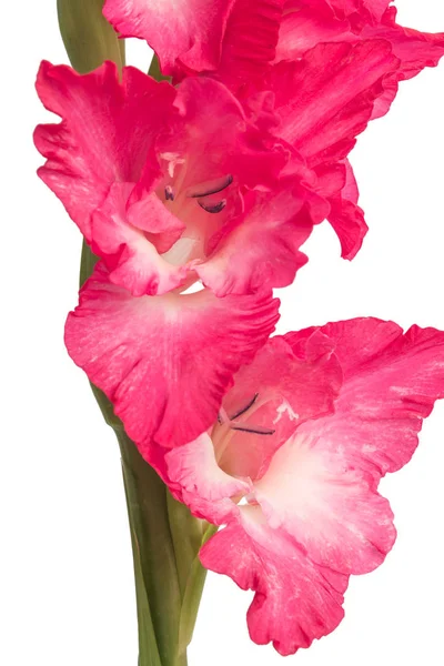 Flor Gladíolo Rosa Isolada Sobre Fundo Branco — Fotografia de Stock