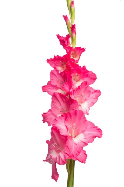Bunga Gladiolus Merah Muda Terisolasi Pada Latar Belakang Putih — Stok Foto