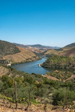Douro Vadisi'ndeki teraslı üzüm bağlarının ve Pinhao, Portekiz yakınlarındaki nehrin manzarası