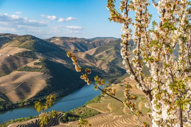 Douro Vadisi'ndeki teraslı üzüm bağlarının ve Pinhao, Portekiz yakınlarındaki nehrin manzarası