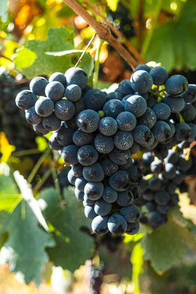 Vineyards at sunset in autumn harvest. Ripe grapes in fall. Alvarinho wine vineyards in Portugal. — Stock Photo, Image