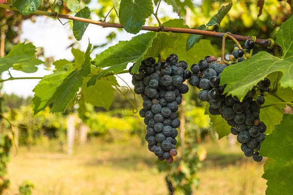 Uzavření Bobulí Vinných Listů Jeden Svazek Zralých Červených Vinných Hroznů — Stock fotografie