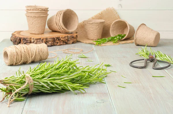 Rosemary Planting Garden Tools Wooden Table — Stock Photo, Image