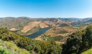 Douro Valley ve nehir Portekiz Pinhao Köyü yakınındaki teraslı üzüm bağları görünümünü. Kavram Portekiz seyahat ve Portekiz en güzel yerleri.