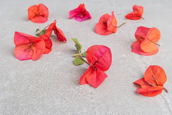 美丽的粉红色红花开在水泥背景上 明亮的粉红色红花开在花卉背景上 带有花的特写镜头小白莲树 — 图库照片