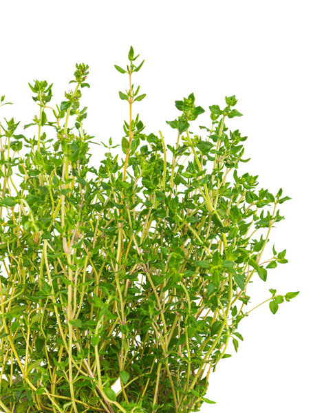 Fresh thyme herb on white background. Bouquet of thyme isolated. View from above