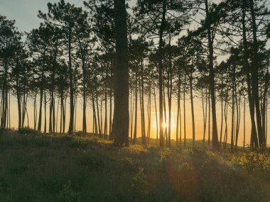 Güneş yol, patika, çam ormanı boyunca parlıyor. Maceda, Ovar, Portekiz 'deki Atlantik kıyısındaki ağaçların üzerinde gün batımı