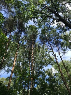 güneşli gün yeşil orman 