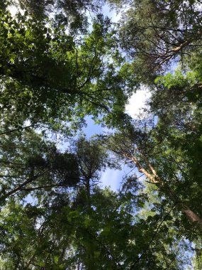 güneşli gün yeşil orman 