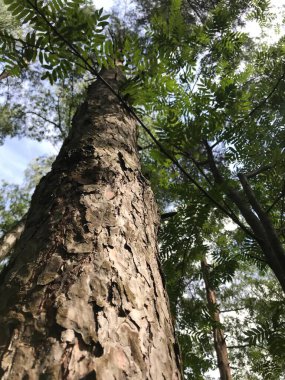 güneşli gün yeşil orman 