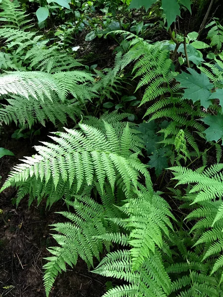 Fougère Est Une Plante Forestière — Photo