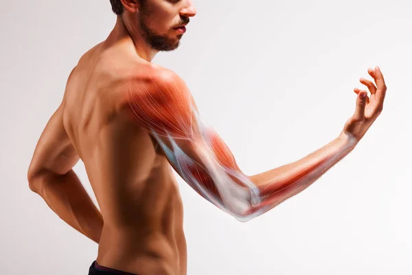 Homem Com Braço Estendido Representação Ilustrada Estrutura Musculatura Braço Humano — Fotografia de Stock