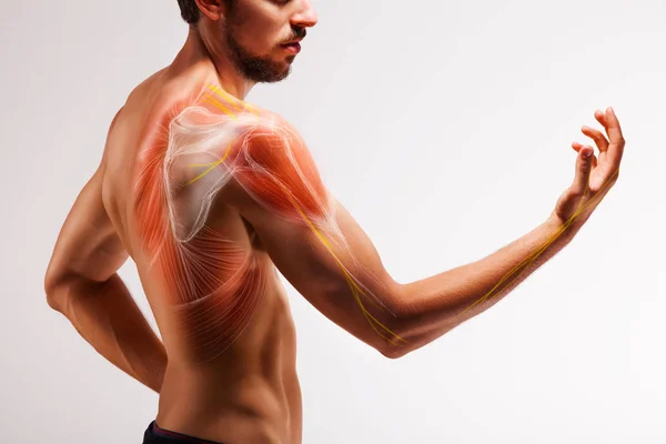 Man Extended Arm Illustrated Representation Tendon Scapula Nerves Human Arm — Stock Photo, Image