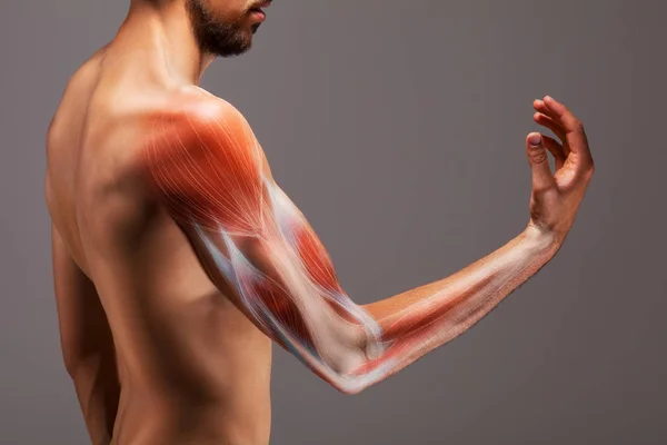 Homem Com Braço Estendido Representação Ilustrada Estrutura Musculatura Braço Humano — Fotografia de Stock