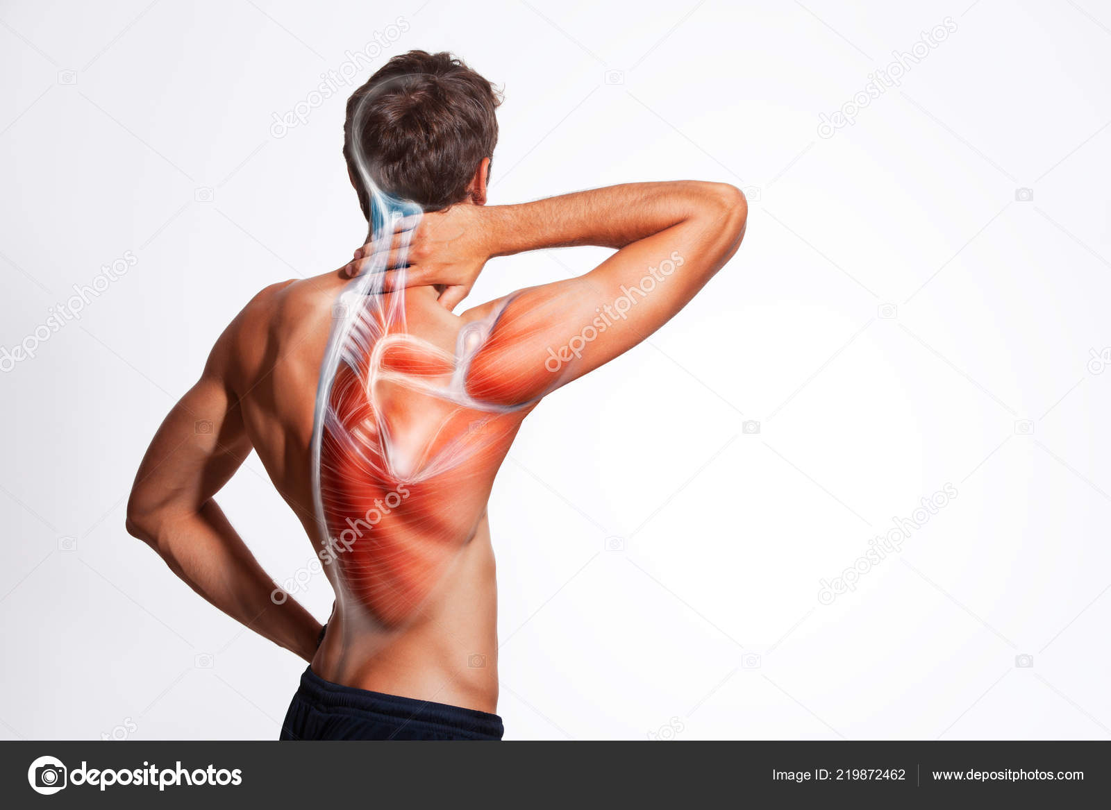 Rückenmuskulatur Und Körperstruktur Des Menschen Menschliche Körpersicht  Von Hinten Isoliert – Stockfoto © artstudio_pro #219872462, image size:1600x1167