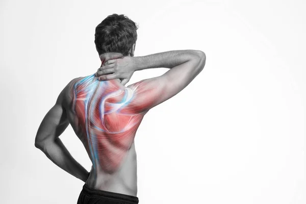 Man Back Muscle Body Structure Human Body View Isolated White — Stock Photo, Image