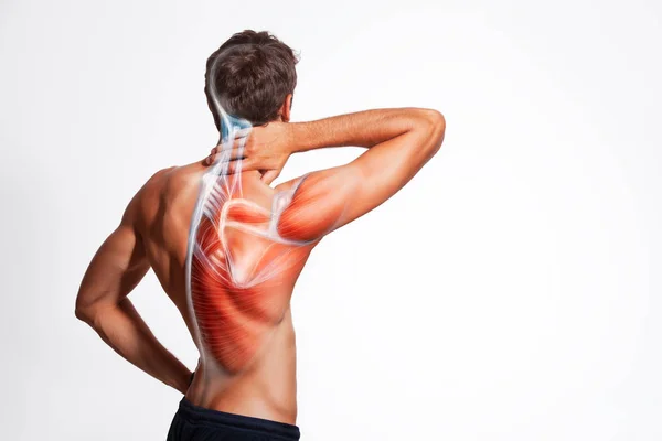 人的背部肌肉和身体结构 从背后孤立的人的身体视图白色背景 — 图库照片