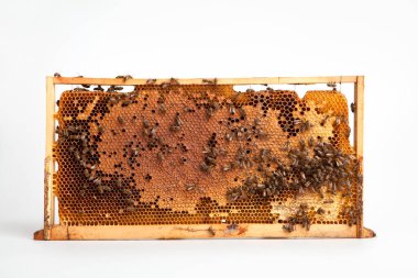 Beyaz arka planda izole edilmiş bal peteği üzerinde arılar