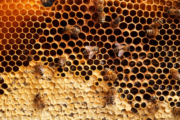 Bienen Auf Einer Wabe Isoliert Auf Weißem Hintergrund — Stockfoto