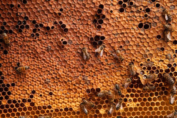 Abeilles Nid Abeille Isolées Sur Fond Blanc — Photo