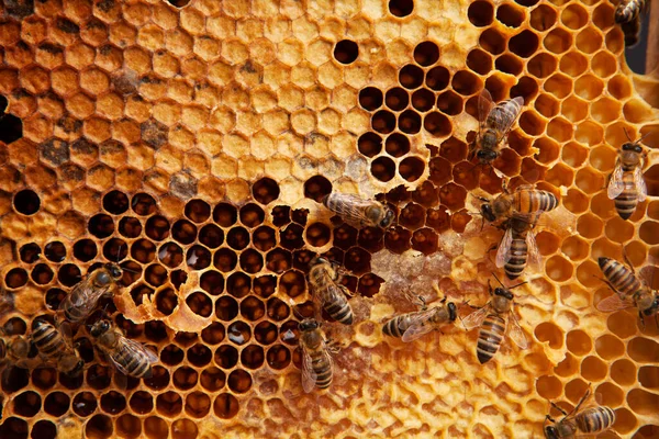 白い背景に隔離されたハニカム上の蜂 — ストック写真