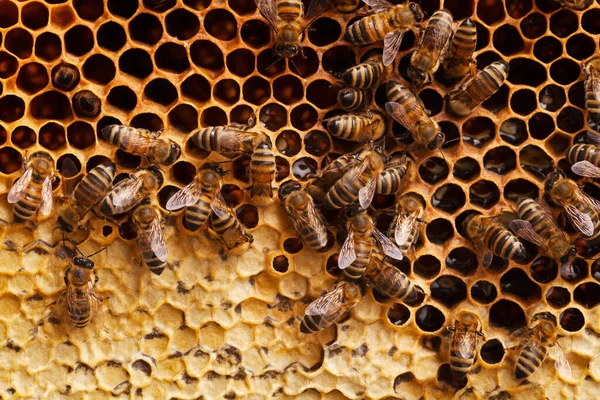Bienen Auf Einer Wabe Isoliert Auf Weißem Hintergrund — Stockfoto