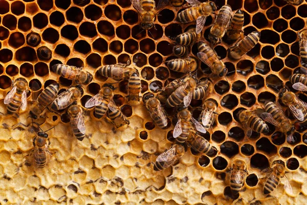 Abeilles Nid Abeille Isolées Sur Fond Blanc — Photo