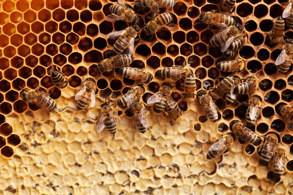 Beyaz Arka Planda Izole Edilmiş Bal Peteği Üzerinde Arılar — Stok fotoğraf