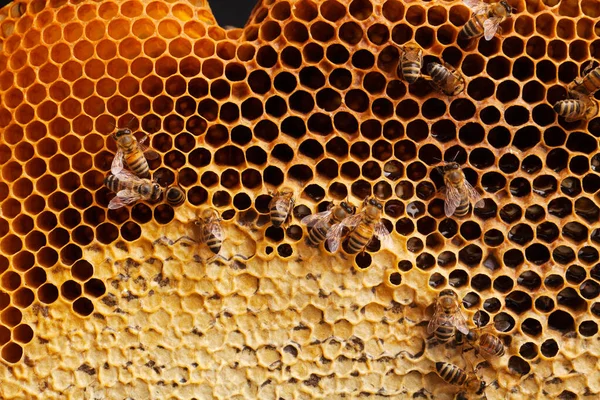 Bienen Auf Einer Wabe Isoliert Auf Weißem Hintergrund — Stockfoto