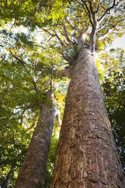 Kauri ağaçlar Northland Yeni Zelanda