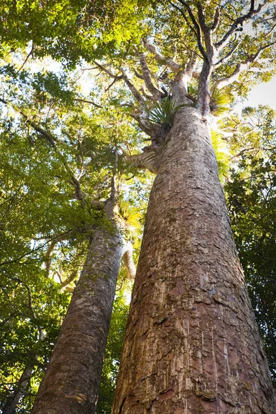 Kauri Trees Northland New Zealand