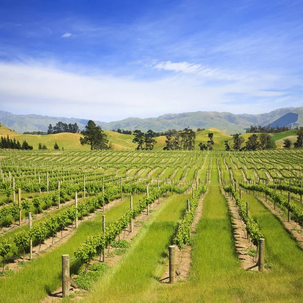 Marlborough bağ Yeni Zelanda Meydanı — Stok fotoğraf