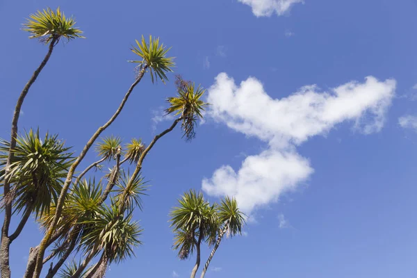 New Zealand Cabbage Trees Cordyline Australian — стоковое фото