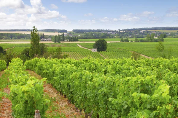 Bağ Loire Valley Fransa Meydanı — Stok fotoğraf