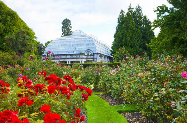 Rose Garden Hagley Park Christchurch Nova Zelândia — Fotografia de Stock