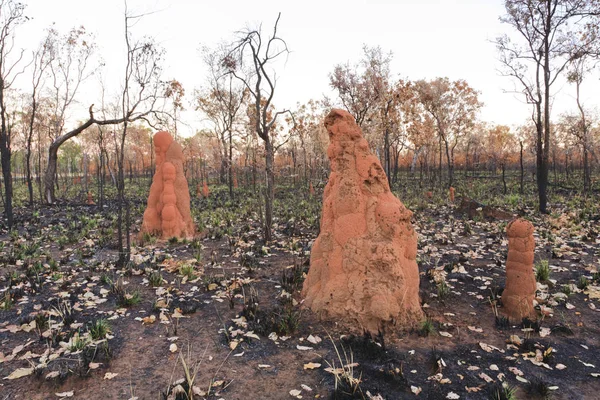 Termit Kulle Ett Område Outback Northern Territory Australien Som Har — Stockfoto