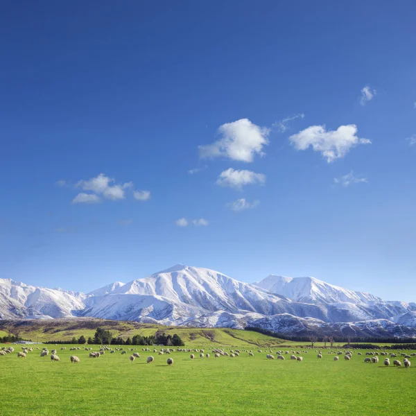 Yeni Zelanda tarım arazisi — Stok fotoğraf