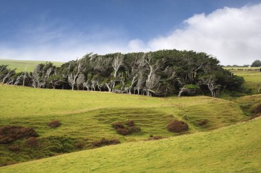 Yeni Zelanda Catlins yamaç noktası