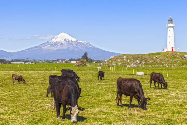 Bovini al pascolo, Taranaki, Nuova Zelanda — Foto Stock