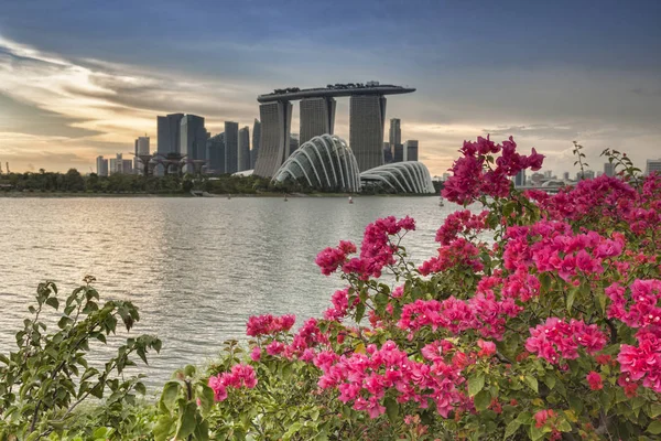 Сингапур Skyline and Flowering Shrub — стоковое фото