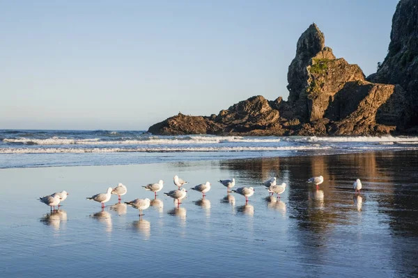 Piha Beach, Auckland, New Zealand — Stock Photo, Image