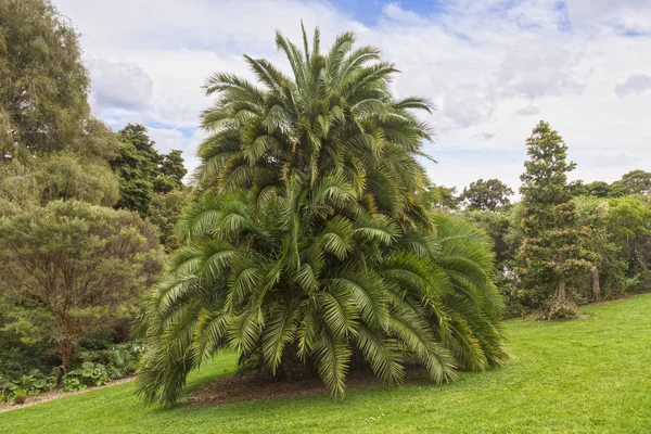 Jardines Botánicos de Auckland Palmera —  Fotos de Stock