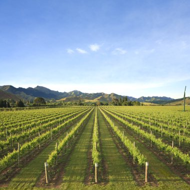 Yeni Zelanda bağ Marlborough Meydanı