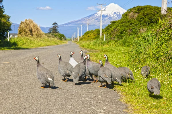 Guiné Fowl, Taranaki, Nova Zelândia — Fotografia de Stock