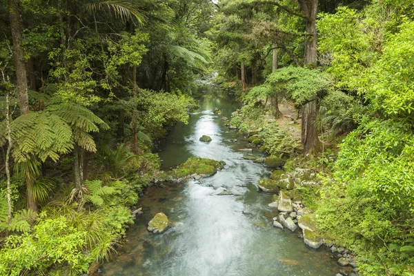 Nova Zelândia floresta — Fotografia de Stock