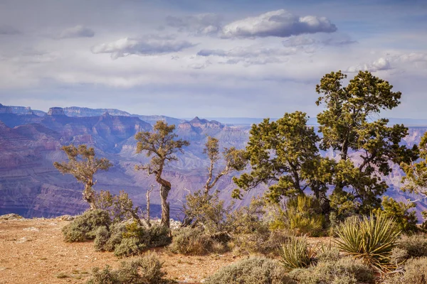 Grand Canyon and Trees — Stock Photo, Image