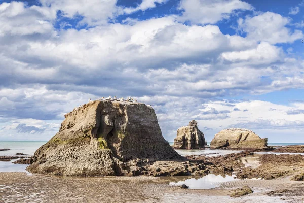 Siyah resif Gannet koloni Cape kaçıranlar