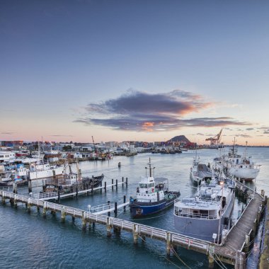 Tauranga bağlantı noktası, bol Bay, Yeni Zelanda