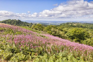 Malvern Hills, rosebay Willowherb ile Eastnor Dikilitaş mesafe, Herefordshire ve Worcestershire, İngiltere