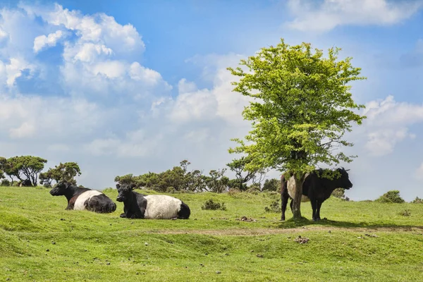 Bovins galloway ceinturés Bodmin Maure Cornwall — Photo